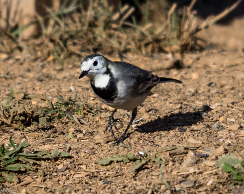 Cuereta blanca vulgar  (Motacilla alba)