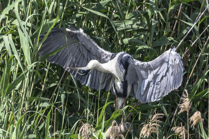 Bernat pescaire (Ardea cinerea)