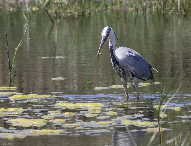 Bernat pescaire (Ardea cinerea)