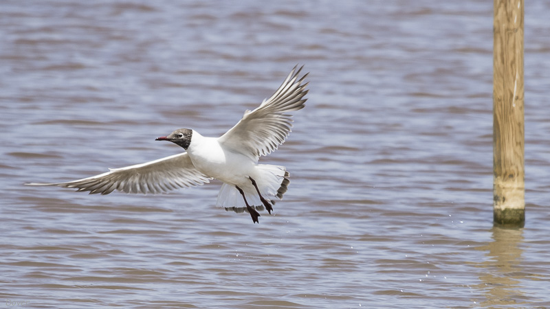 Gavina vulgar  (Larus ribibundus)