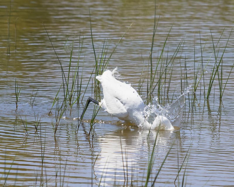 Martinet blanc (Egretta garzetta)