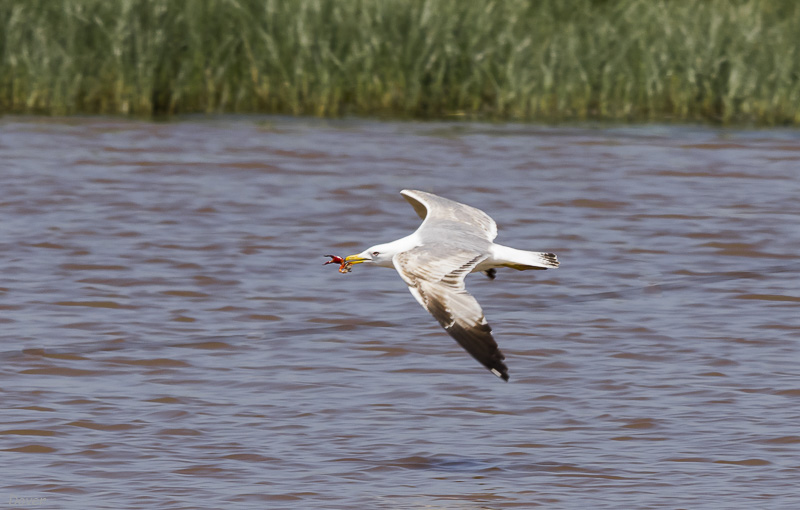 Gavià de potes grogues  (Larus michahellis)