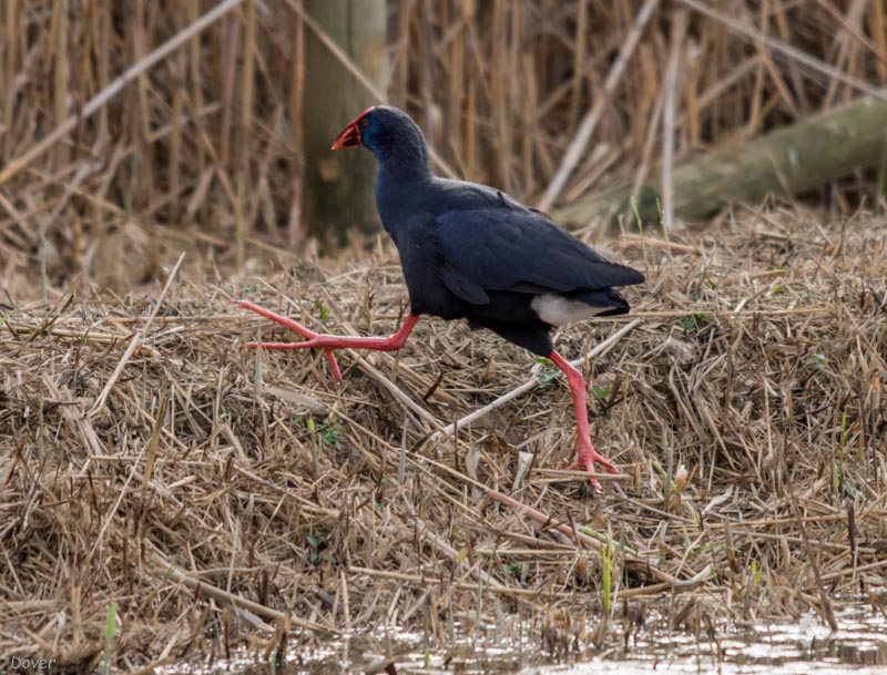 Polla blava (Porphyrio porphyrio)