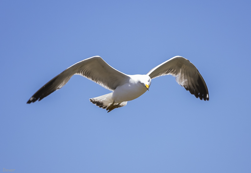 Gavià de potes grogues  (Larus michahellis)