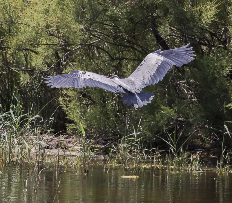 Bernat pescaire (Ardea cinerea)