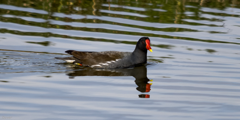 Polla d'aigua (Gallinula chloropus)