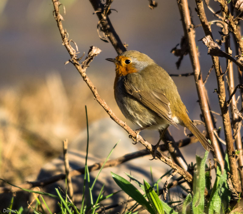 Pit-roig. (Erithacus rubecula)