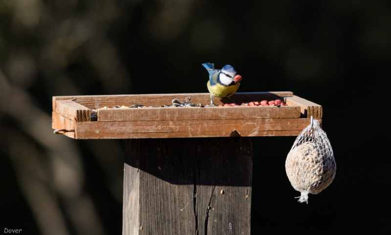 Mallerenga blava  (Parus caeruleus)