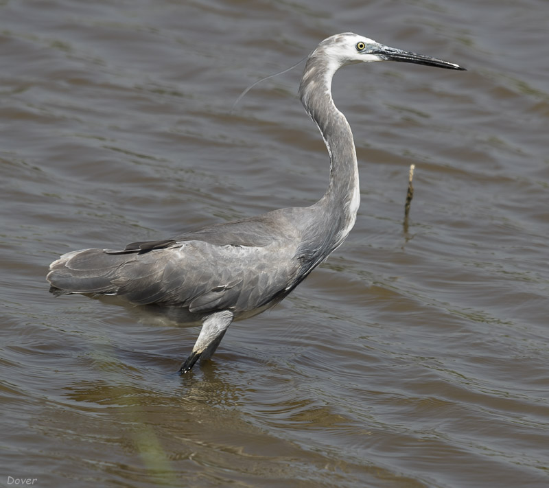 Inmadur de Bernat pescaire (Ardea cinerea)