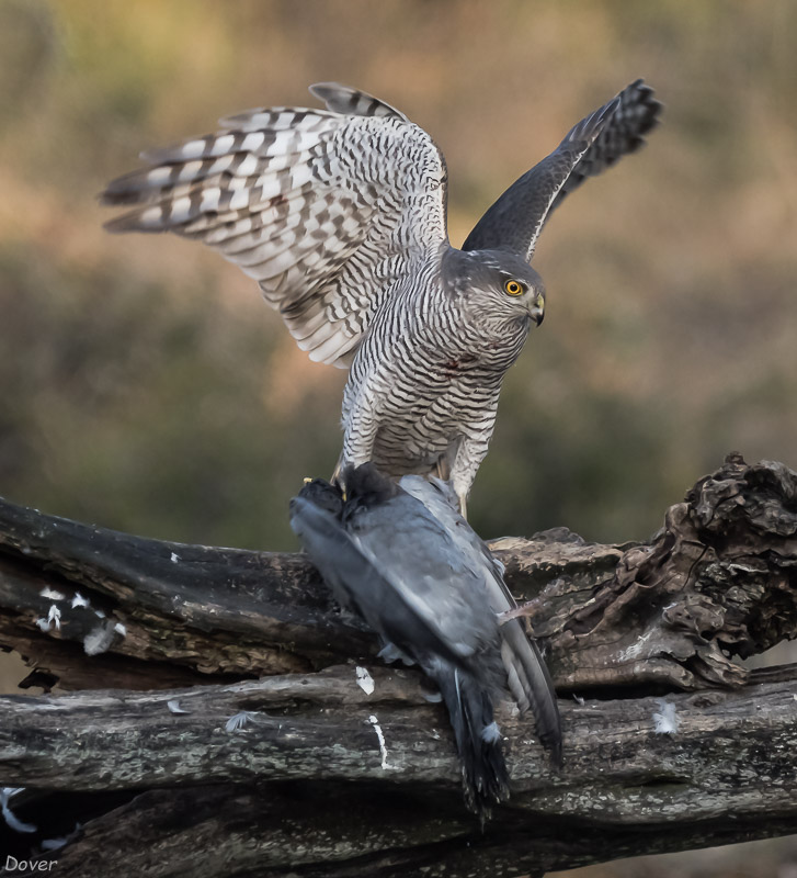 Esparver vulgar (Accipiter nisus )