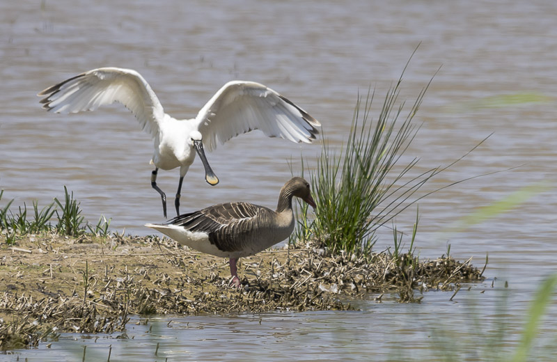 Becplaner  (Platalea leucorodia)