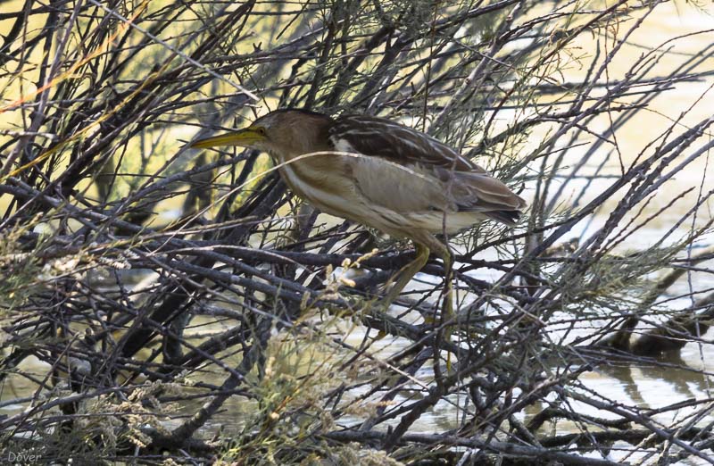 Martinet menut (Ixobrychus minutus)