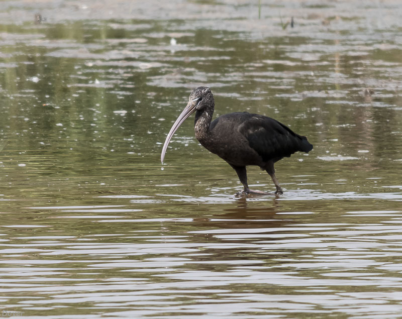 Capó reial (Plegadis falcinellus)