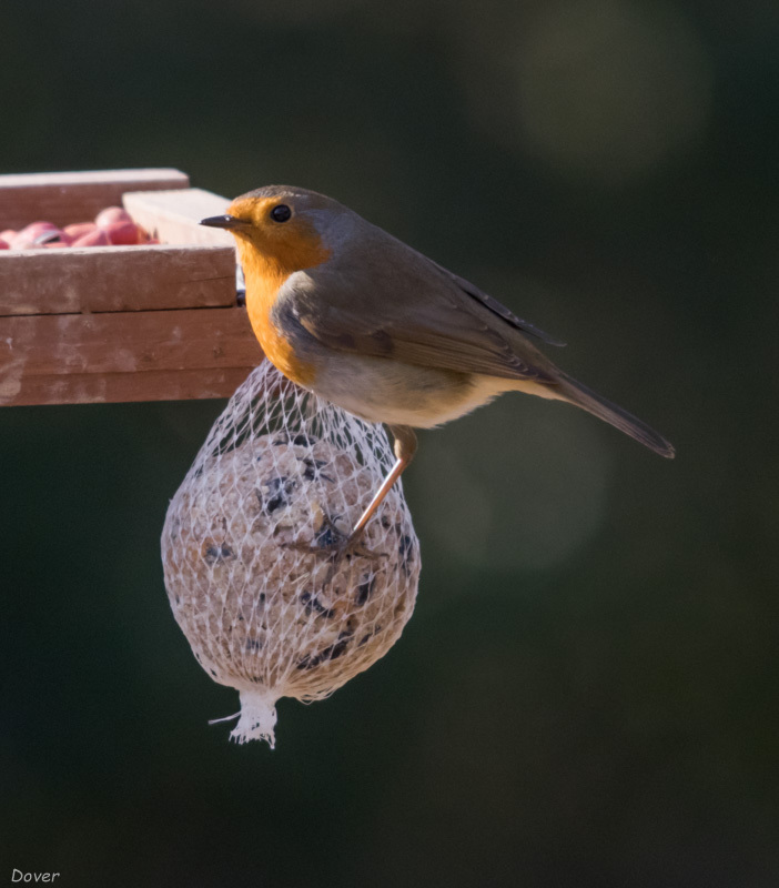 Pit-roig (Erithacus rubecula)