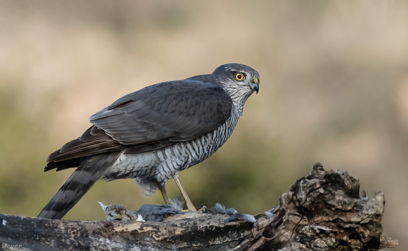 Esparver vulgar (Accipiter nisus )