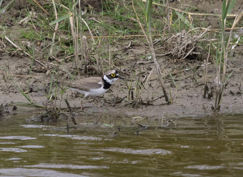 Corriol petit  (Charadrius dubius)