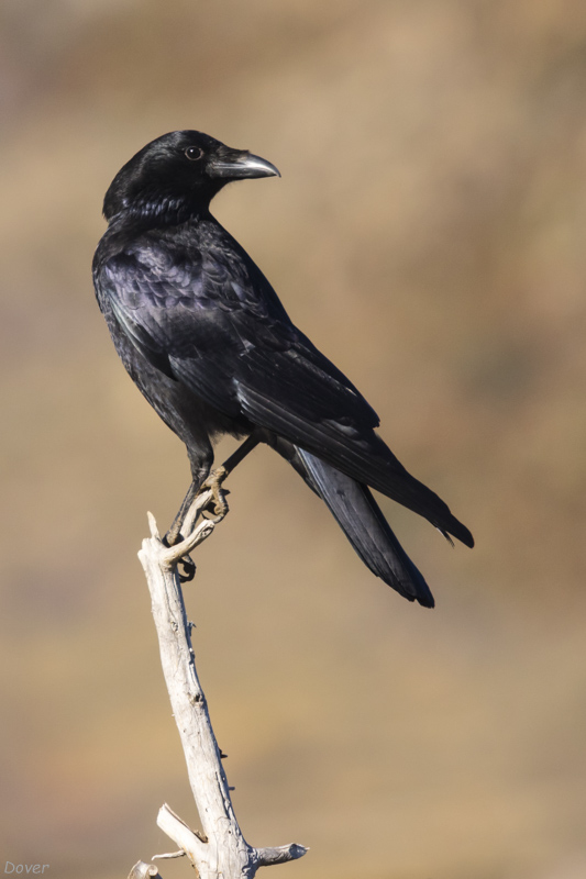 Corb (Corvus corax)