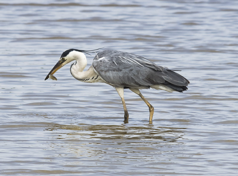 Bernat pescaire (Ardea cinerea)