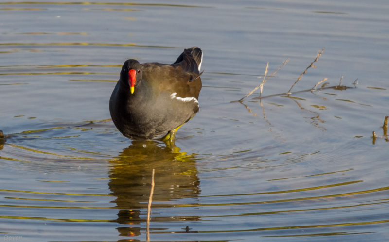 Polla d'aigua (Gallinula chloropus)