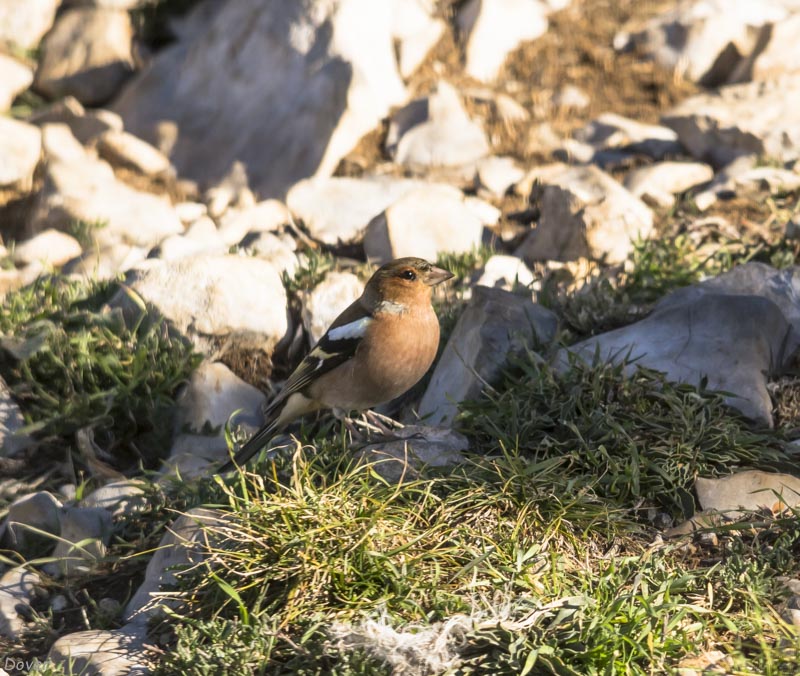 Pinsà comú  (Fringilla coelebs)