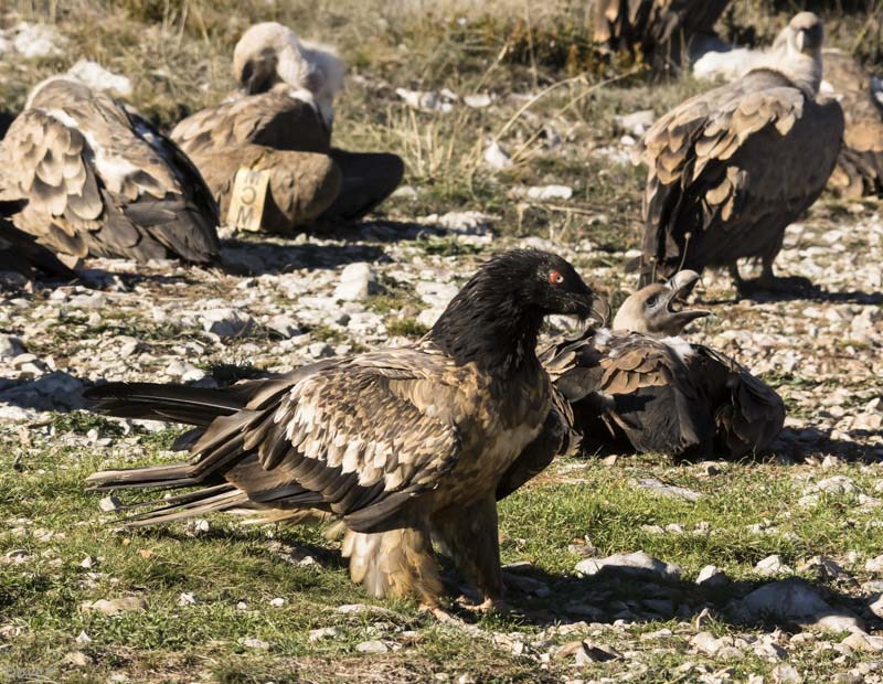 Trencalòs  (Gypaetus barbatus)