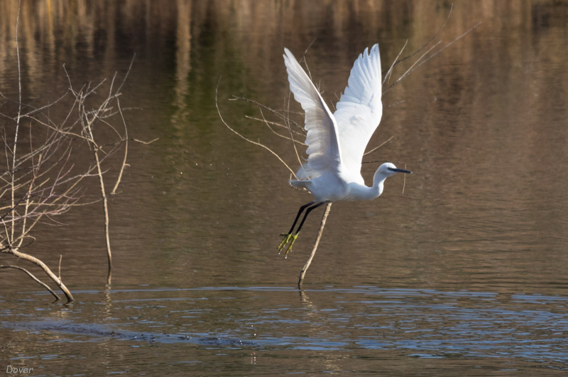 Martinet blanc (Egretta garzetta)