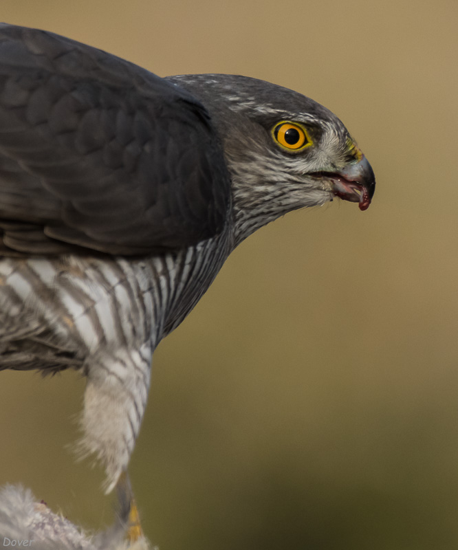 Esparver vulgar (Accipiter nisus )