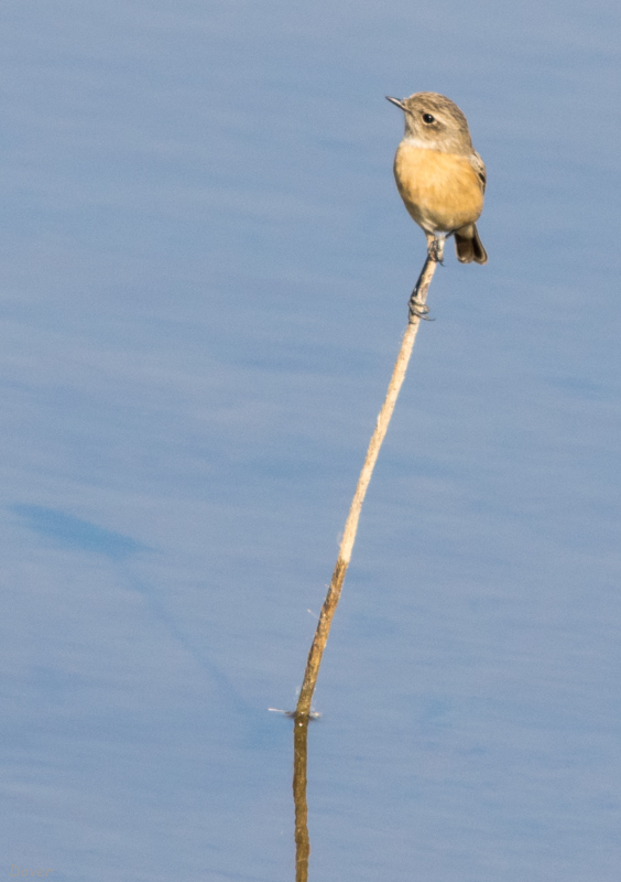 Mosquiter comú (Phylloscopus collybita)