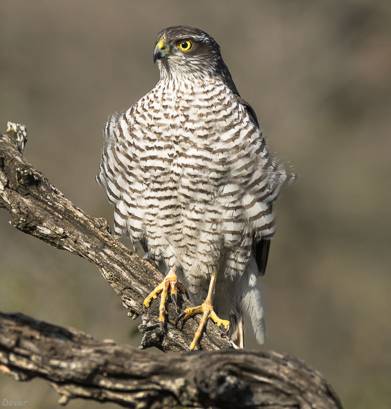 Esparver vulgar (Accipiter nisus )