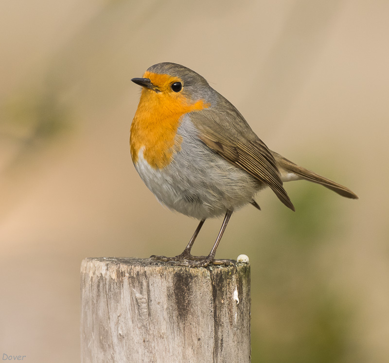 Pit-roig (Erithacus rubecula)