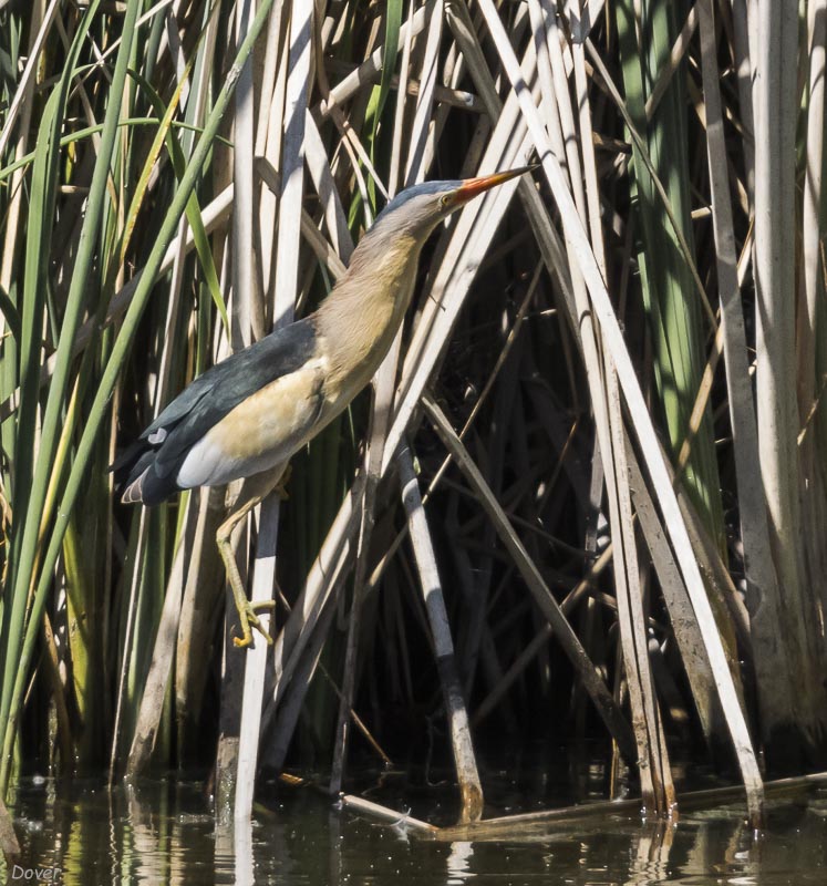 Martinet menut (Ixobrychus minutus)