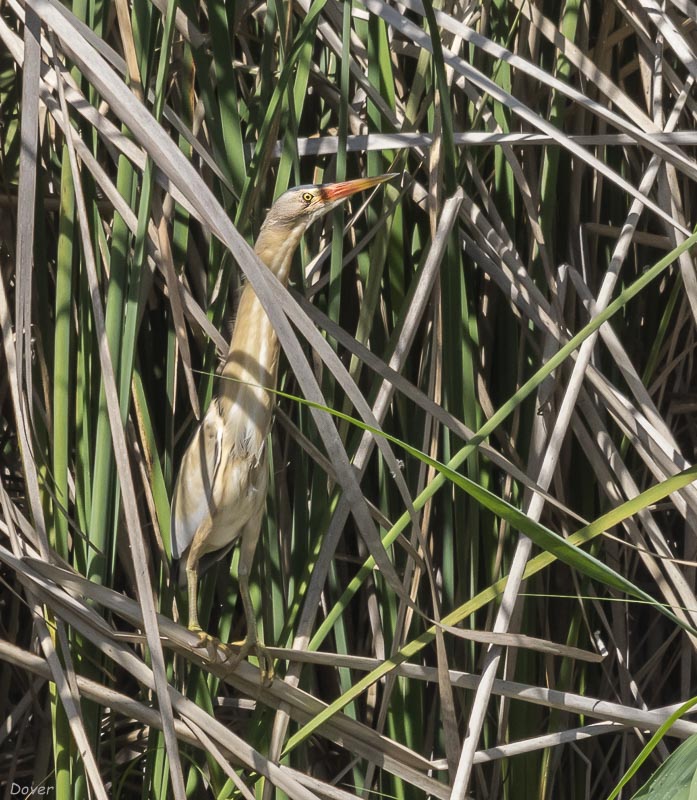 Martinet menut (Ixobrychus minutus)