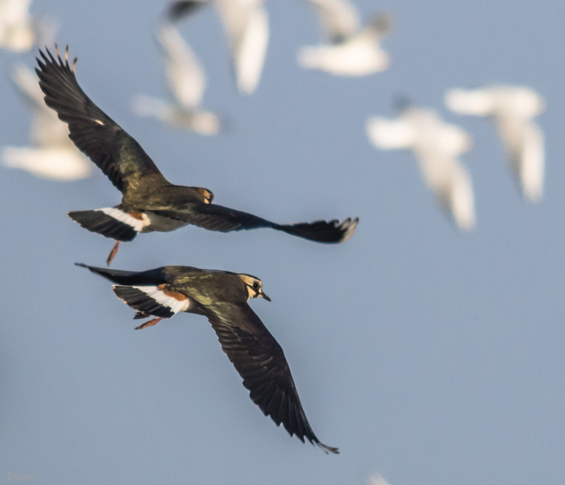 Fredeluga (Vanellus vanellus)