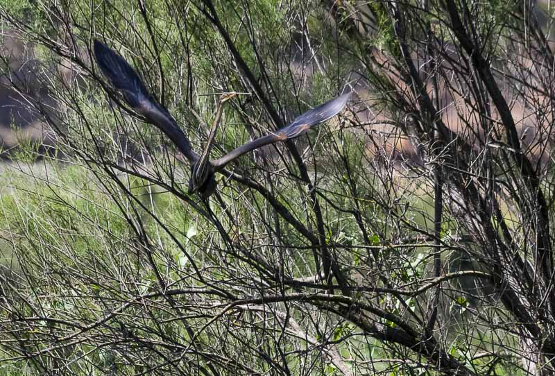 Agró roig (Ardea purpurea)