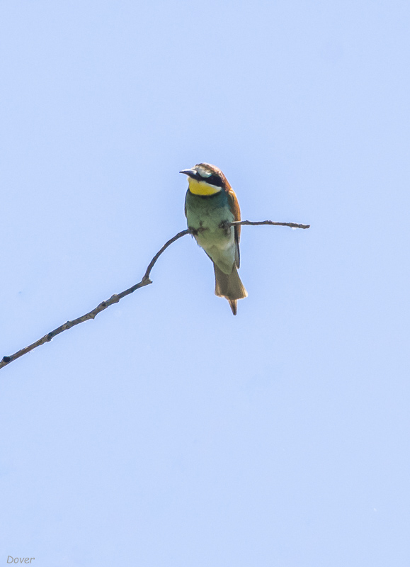 Abellerol (Merops apiaster)