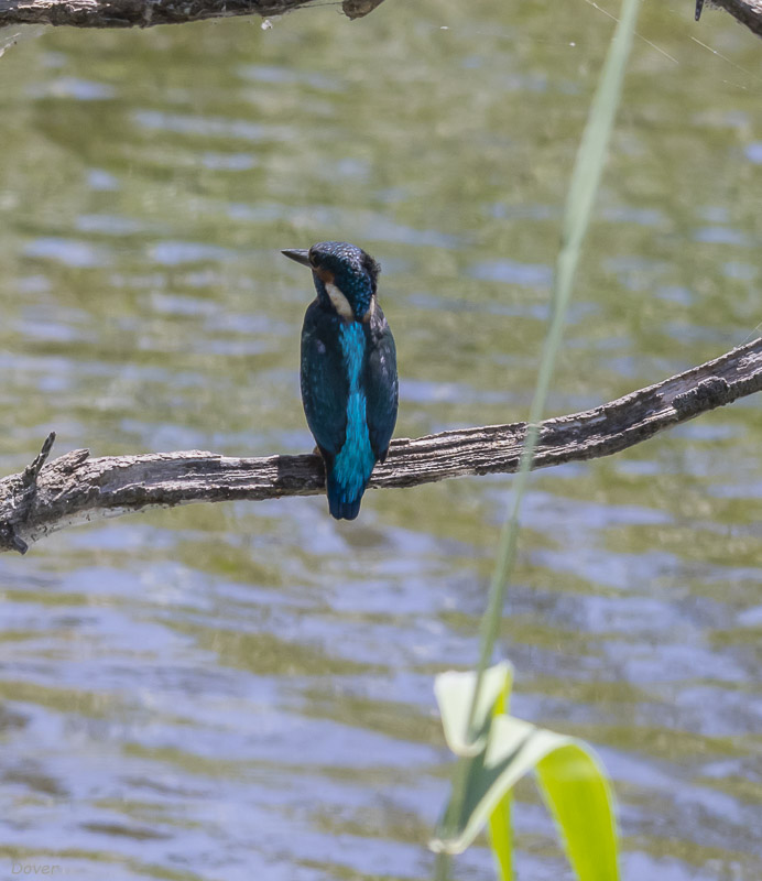 Blauet  (Alcedo atthis)