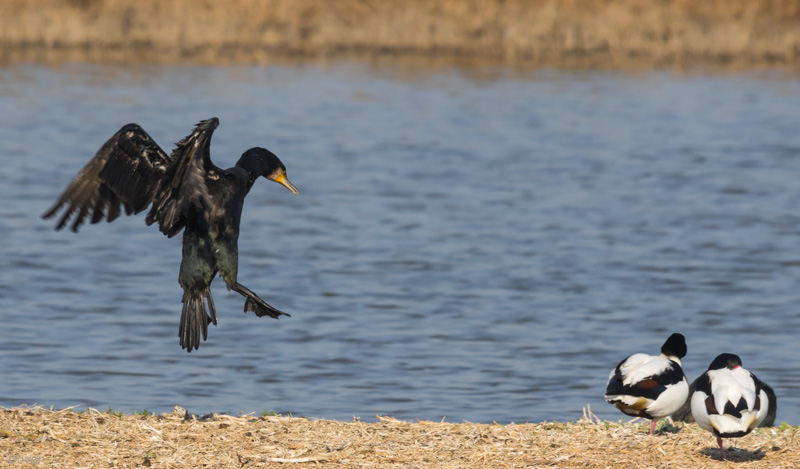 Corb marí (Phalacrocorax carbo)