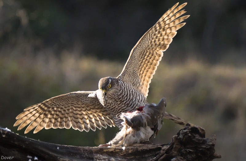 Esparver vulgar (Accipiter nisus )