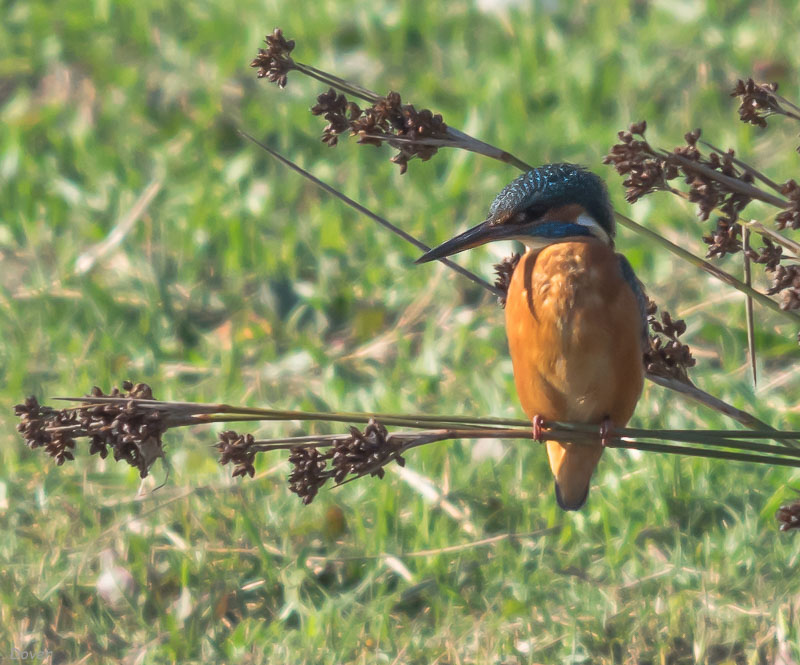 Blauet  (Alcedo Atthis)