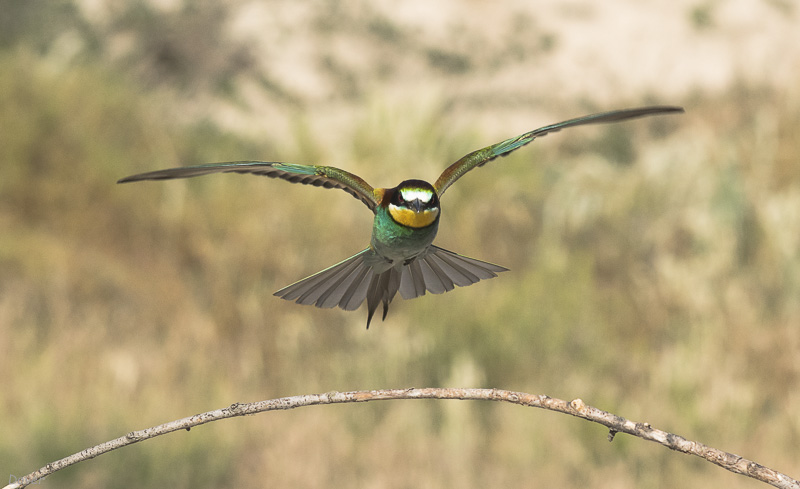 Abellerol (Merops apiaster)