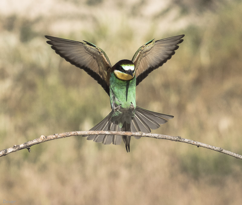 Abellerol (Merops apiaster)