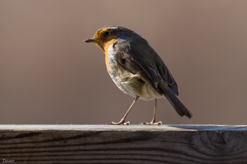 Pit-roig (Erithacus rubecula)