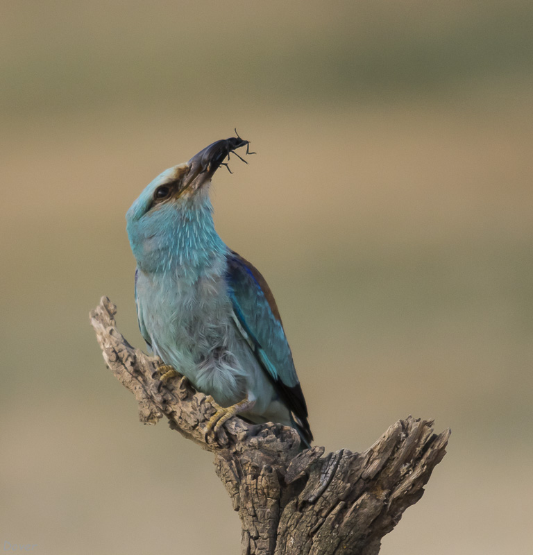 Gaig blau (Coracias garrulus)