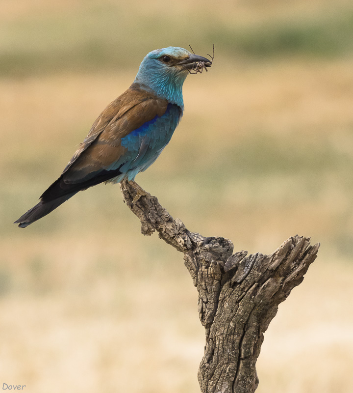 Gaig blau (Coracias garrulus)