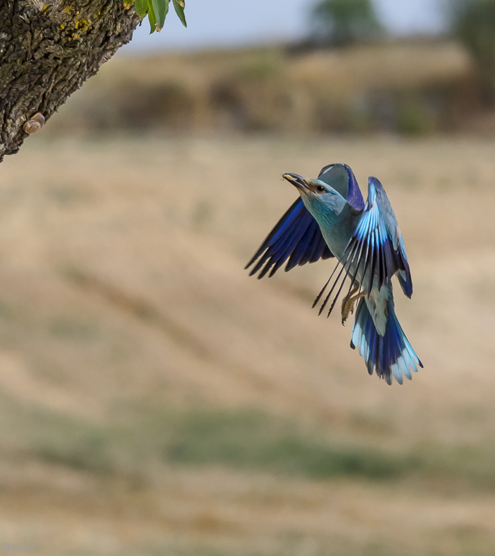 Gaig blau (Coracias garrulus)