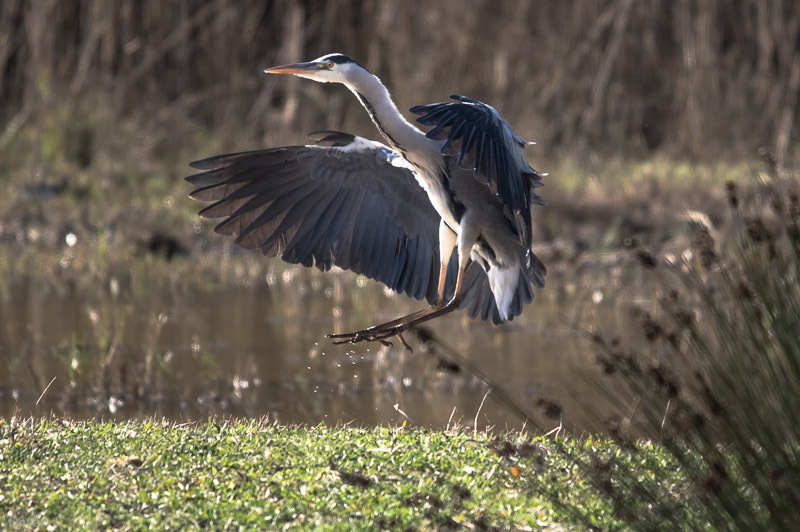 Bernat pescaire  (Ardea cinerea)