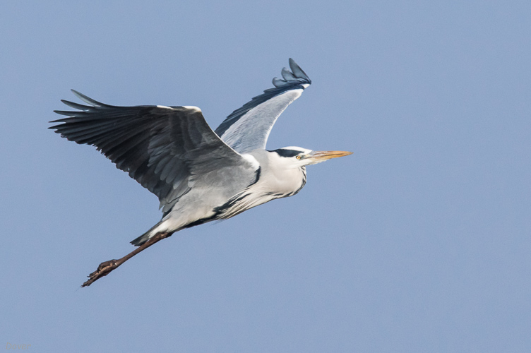 Bernat pescaire  (Ardea cinerea)