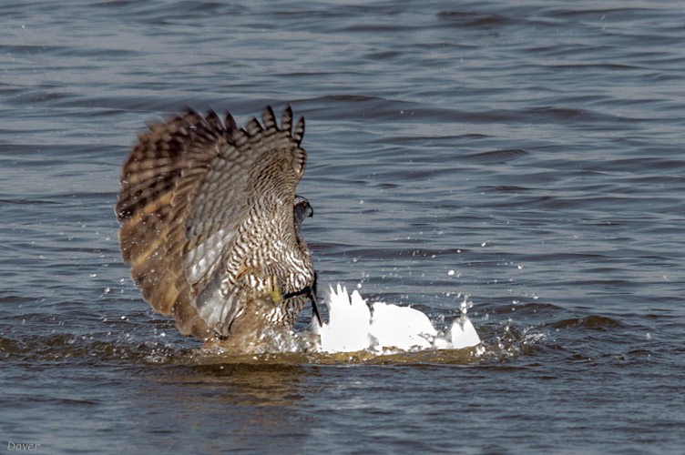 Astor  (Accipiter gentilis)