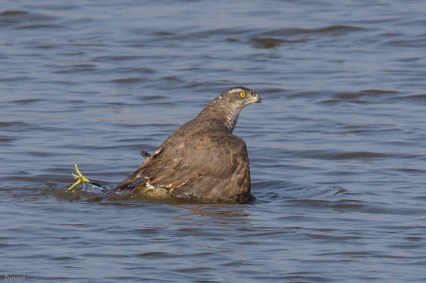 Astor (Accipiter gentilis)