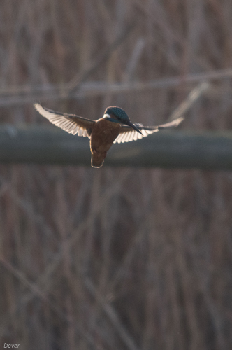 Blauet  (Alcedo atthis)